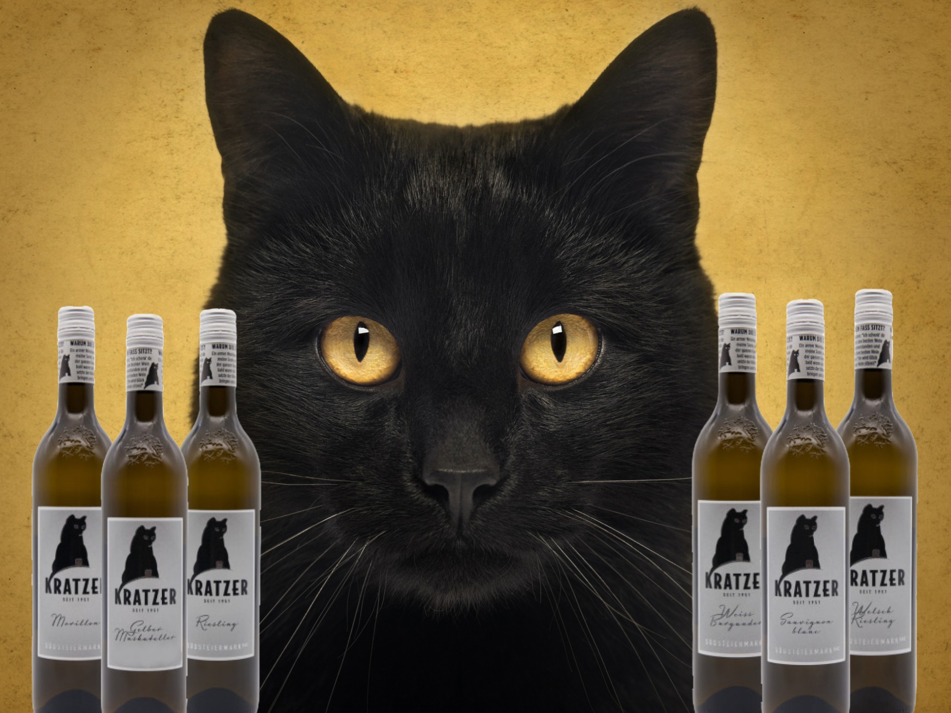 Warum ein Wein-Webshop sinnvoll ist